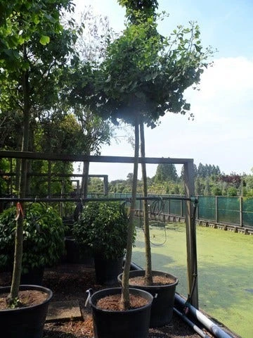 Japanse Notenboom (Ginkgo Biloba 'Horizontalis') 7 Japanse Notenboom (Ginkgo Biloba 'Horizontalis') - Afbeelding 5