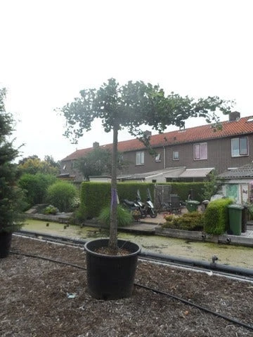 Japanse Notenboom (Ginkgo Biloba 'Horizontalis') 6 Japanse Notenboom (Ginkgo Biloba 'Horizontalis') - Afbeelding 4