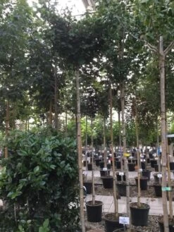 Japanse Notenboom (Ginkgo Biloba 'Mariken') -Aanbiedingen Groene Hekken Winkel ginkgo biloba mariken