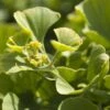 Japanse Notenboom Op Stam (Ginkgo Biloba 'Mariken') -Aanbiedingen Groene Hekken Winkel ginkgo biloba mariken 1
