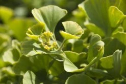 Japanse Notenboom (Ginkgo Biloba 'Mariken') -Aanbiedingen Groene Hekken Winkel ginkgo biloba mariken 2