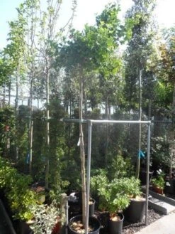 Japanse Notenboom (Ginkgo Biloba 'Mariken') -Aanbiedingen Groene Hekken Winkel ginkgo biloba mariken 8 10ho cont