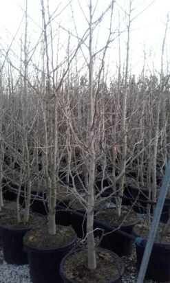 Japanse Notenboom, Meerstammig (Ginkgo Biloba) -Aanbiedingen Groene Hekken Winkel ginkgo biloba meerstammig 2