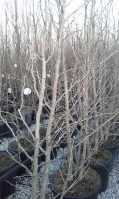 Japanse Notenboom, Meerstammig (Ginkgo Biloba) -Aanbiedingen Groene Hekken Winkel ginkgo biloba meerstammig 2 1