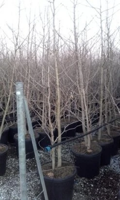 Japanse Notenboom, Meerstammig (Ginkgo Biloba) -Aanbiedingen Groene Hekken Winkel ginkgo biloba meerstammig 3 1