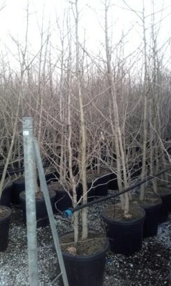 Japanse Notenboom, Meerstammig (Ginkgo Biloba) -Aanbiedingen Groene Hekken Winkel ginkgo biloba meerstammig 4 1