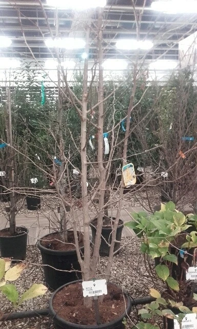 Japanse Notenboom, Meerstammig (Ginkgo Biloba) 11 Japanse Notenboom, Meerstammig (Ginkgo Biloba) - Afbeelding 9