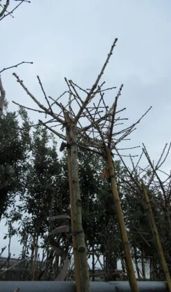 Japanse Notenboom (Ginkgo Biloba 'Mariken') -Aanbiedingen Groene Hekken Winkel ginkgo mariken