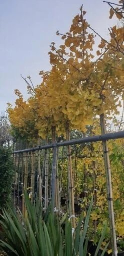 Japanse Notenboom (Ginkgo Biloba 'Mariken') -Aanbiedingen Groene Hekken Winkel ginkgomariken02