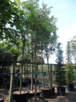 Geelbladige Christusdoorn (Gleditsia Triacanthos 'Sunburst') 25 Geelbladige Christusdoorn (Gleditsia Triacanthos 'Sunburst') -Aanbiedingen Groene Hekken Winkel gleditsia triacanthos sunburst 18 20ho c160