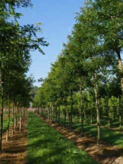 Grote Gleditsia (Gleditsia Triacanthos 'Sunburst') -Aanbiedingen Groene Hekken Winkel gleditsia triacanthos sunburst 20 25