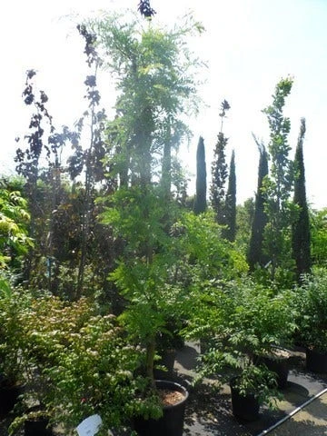 Geelbladige Christusdoorn (Gleditsia Triacanthos 'Sunburst') 17 Geelbladige Christusdoorn (Gleditsia Triacanthos 'Sunburst') - Afbeelding 15