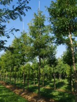 Grote Gleditsia (Gleditsia Triacanthos 'Sunburst') -Aanbiedingen Groene Hekken Winkel gleditsia triacanthos sunburst 25 30