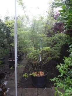 Geelbladige Christusdoorn (Gleditsia Triacanthos 'Sunburst') 30 Geelbladige Christusdoorn (Gleditsia Triacanthos 'Sunburst') -Aanbiedingen Groene Hekken Winkel gleditsia triacanthos sunburst 250 300 c130 meerstammig