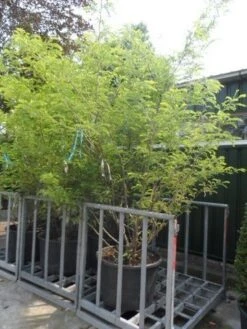 Geelbladige Christusdoorn (Gleditsia Triacanthos 'Sunburst') 28 Geelbladige Christusdoorn (Gleditsia Triacanthos 'Sunburst') -Aanbiedingen Groene Hekken Winkel gleditsia triacanthos sunburst 250 300 c130 meerstammige struik