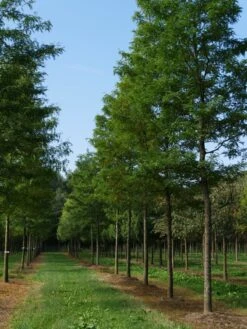 Grote Gleditsia (Gleditsia Triacanthos 'Sunburst') -Aanbiedingen Groene Hekken Winkel gleditsia triacanthos sunburst 35 40
