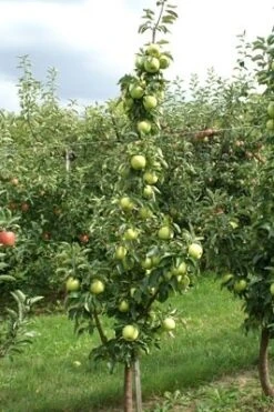 Zuilfruit (Malus Domestica 'Goldcats') -Aanbiedingen Groene Hekken Winkel goldcats 2 1