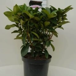 Rhododendron (Rhododendron 'Gomer Waterer') -Aanbiedingen Groene Hekken Winkel gomer waterer c7.5 voor