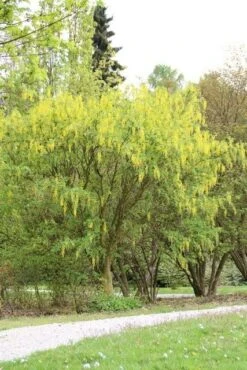 Gouden Regen Als Boom (Laburnum Watereri 'Vossii') -Aanbiedingen Groene Hekken Winkel gouden regen 1