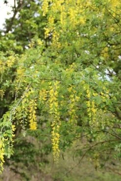 Gouden Regen Als Boom (Laburnum Watereri 'Vossii') -Aanbiedingen Groene Hekken Winkel gouden regen 2