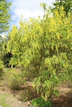 Gouden Regen Als Boom (Laburnum Watereri 'Vossii') -Aanbiedingen Groene Hekken Winkel gouden regen 3