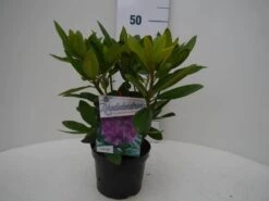 Rhododendron (Rhododendron Catawbiense 'Grandiflorum') -Aanbiedingen Groene Hekken Winkel grandiflorum c2 voor