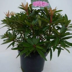 Rhododendron (Rhododendron 'Graziella') -Aanbiedingen Groene Hekken Winkel graziella c5 voor