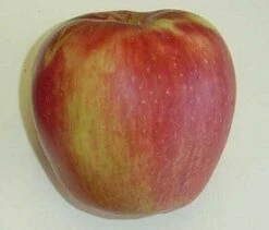 Appelboom (Malus Domestica 'Groninger Kroon') -Aanbiedingen Groene Hekken Winkel groninger kroon