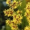 Toverhazelaar (Hamamelis Mollis) 1 Toverhazelaar (Hamamelis Mollis) -Aanbiedingen Groene Hekken Winkel hamamelis mollis 2