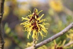 Toverhazelaar (Hamamelis Mollis 'Pallida') -Aanbiedingen Groene Hekken Winkel hamamelis mollis pallida