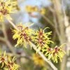 Toverhazelaar (Hamamelis Mollis 'Pallida') 1 Toverhazelaar (Hamamelis Mollis 'Pallida') -Aanbiedingen Groene Hekken Winkel hamamelis mollis pallida 2