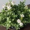 Hebe (Hebe Albicans) -Aanbiedingen Groene Hekken Winkel hebe albicans 1