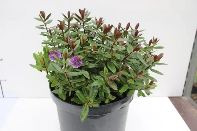 Hebe (Hebe Franciscana 'Blue Gem') 3 Hebe (Hebe Franciscana 'Blue Gem')