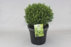 Hebe (Hebe Odora 'New Zealand Gold') -Aanbiedingen Groene Hekken Winkel hebe odora new zealand gold c5