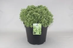 Hebe (Hebe Pinguifolia 'Sutherlandii')