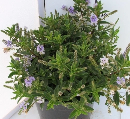 Hebe (Hebe 'Sapphire') 3 Hebe (Hebe 'Sapphire')