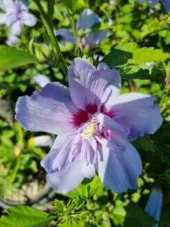 Altheastruik (Hibiscus Syriacus 'Blue Chiffon') -Aanbiedingen Groene Hekken Winkel hibiscis blue chiffon 1