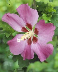Aanbiedingen Groene Hekken Winkel 23 Altheastruik Op Stam (Hibiscus Syriacus 'Woodbridge')