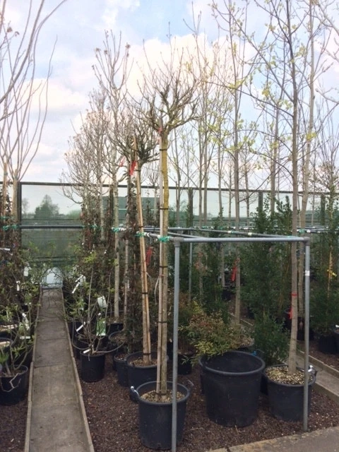 Altheastruik Als Boom (Hibiscus Syriacus 'Oiseau Blue') 7 Altheastruik Als Boom (Hibiscus Syriacus 'Oiseau Blue') - Afbeelding 5