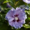 Altheastruik (Hibiscus Syriacus 'Blue Chiffon') -Aanbiedingen Groene Hekken Winkel hibiscus blue chiffon