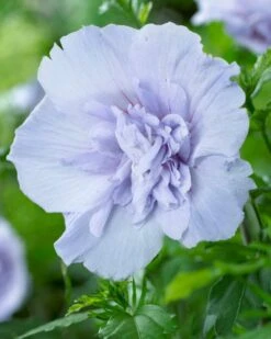 Altheastruik (Hibiscus Syriacus 'Blue Chiffon') -Aanbiedingen Groene Hekken Winkel hibiscus blue chiffon 2