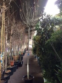 Altheastruik Als Boom (Hibiscus Syriacus 'Oiseau Blue') -Aanbiedingen Groene Hekken Winkel hibiscus oiseau blue 1214 2 1 2