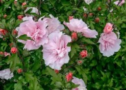 Altheastruik (Hibiscus Syriacus 'Pink Chiffon') -Aanbiedingen Groene Hekken Winkel hibiscus pink chiffon 1