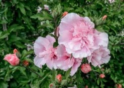 Altheastruik (Hibiscus Syriacus 'Pink Chiffon') -Aanbiedingen Groene Hekken Winkel hibiscus pink chiffon 2