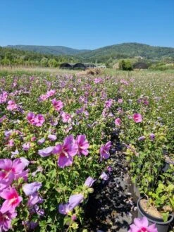 Altheastruik (Hibiscus Syriacus 'Rose Moon') 11 Altheastruik (Hibiscus Syriacus 'Rose Moon') -Aanbiedingen Groene Hekken Winkel hibiscus rose moon 4 1