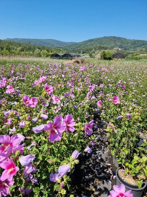 Altheastruik (Hibiscus Syriacus 'Rose Moon') 6 Altheastruik (Hibiscus Syriacus 'Rose Moon') - Afbeelding 4