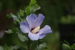 Altheastruik Op Stam (Hibiscus Syriacus 'Oiseau Blue') -Aanbiedingen Groene Hekken Winkel hibiscus syr. oiseau blue 3 1