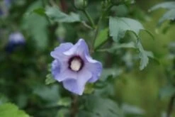 Altheastruik Op Stam (Hibiscus Syriacus 'Oiseau Blue') -Aanbiedingen Groene Hekken Winkel hibiscus syr oiseau bleu 2 1