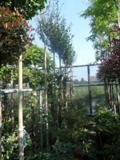 Altheastruik Als Boom (Hibiscus Syriacus 'Oiseau Blue') -Aanbiedingen Groene Hekken Winkel hibiscus syriacus in soorten 10 12ho cont 2