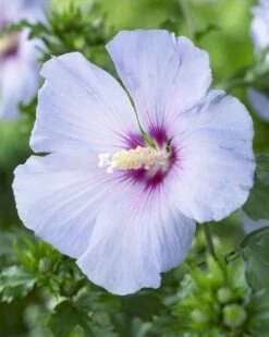 Aanbiedingen Groene Hekken Winkel 21 Altheastruik Op Stam (Hibiscus Syriacus 'Oiseau Blue')